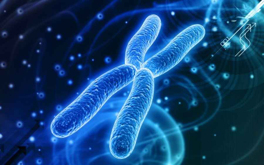 Telomere extension turns back aging clock in cultured human cells, study finds