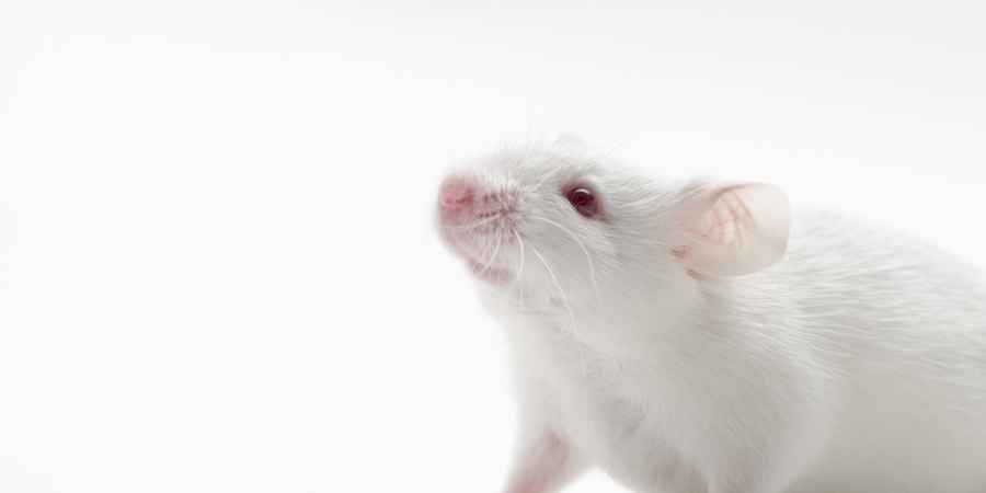 Newly discovered gene explains mouse embryonic stem cell immortality